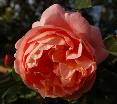 Heaven_on_Earth_0010__0512.jpg