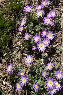 IMG_6096.jpeg