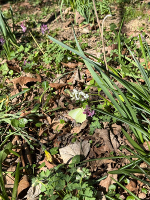 Zitronen Falter an corydalis ( hier beide Arten im Bild )