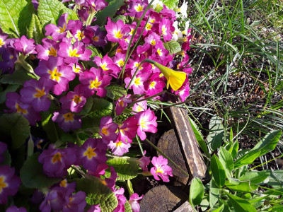 Primula vulgaris