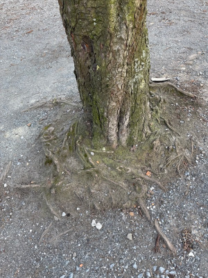 Drehwurzeln