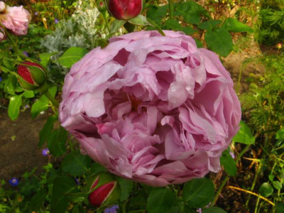 Charles_Rennie_Mackintosh.JPG