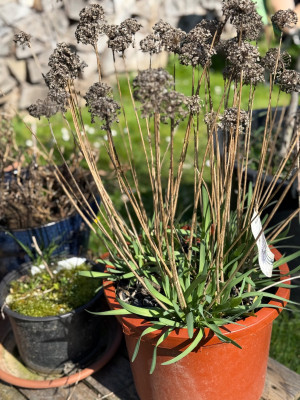 Lavender Bubbles