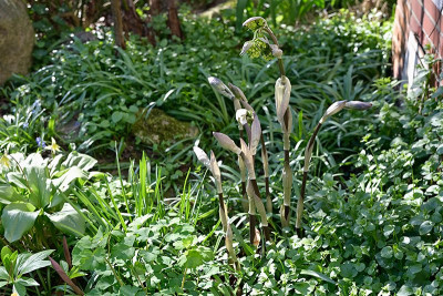 Disporum-Green-Giant-Apr0525_047.jpg