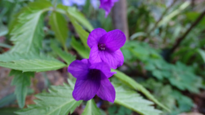 DSC07770.JPG