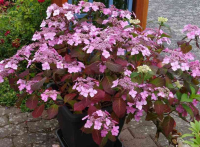 Hydrangea.Twist_and-Shout.14-1.jpg (178.7 KiB) 1305 mal betrachtet Twist'n'Shout im 2. Jahr. Je nach Dünger kann sie auch eher blau gefärbt sein.