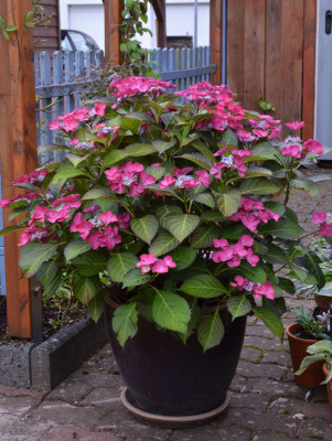 Hydrangea-DarkAngel.16-1.jpg (810.26 KiB) 1305 mal betrachtet Dark Angel, im 2. Jahr