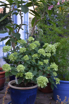 Hydrangea_paniculata-LittleLime.19-0.jpg (723.58 KiB) 1305 mal betrachtet Little Lime