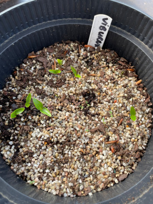 Viburnum lantanoides Germination April 2025.jpg