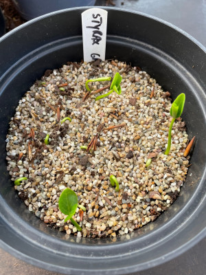 Styrax grandifolius Germination April 2025.jpg