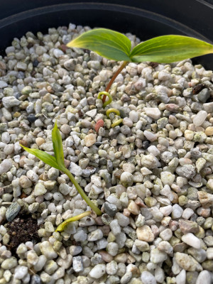 Davidia involucrata Germination April 2025.jpg