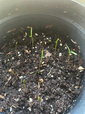 Cupressus sempervirens var. stricta Germination 2025.jpg