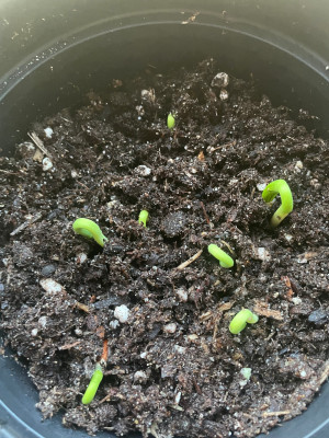 Pinus maximartinezii Germination April 2025.jpg