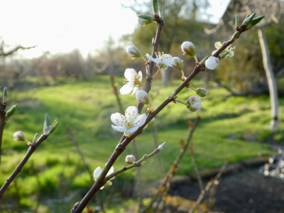 Blüten - 1.jpeg
