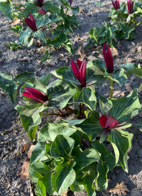 Trillium chloropetalum Giganteum April 2025jpg.jpg