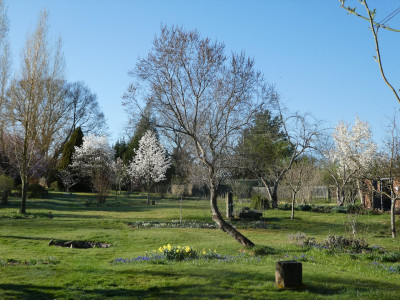 Magnolienblüte - 1.jpeg