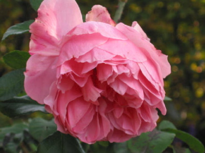 C_de_Segur__Okt_08.jpg