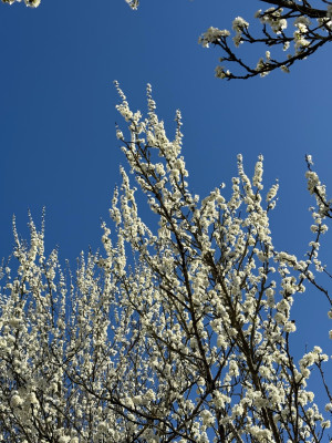 IMG_2502.jpeg