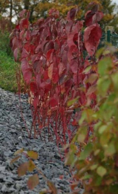 Cornus_alba_Sibirica_Ruby_und_Midwinter_Fire_im_Vordergrund.jpg