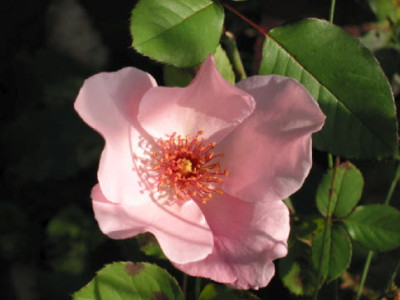 Dainty_Bess_Okt_08_2.jpg