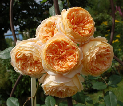 Crown_Princess_Margareta_0015__34128.jpg