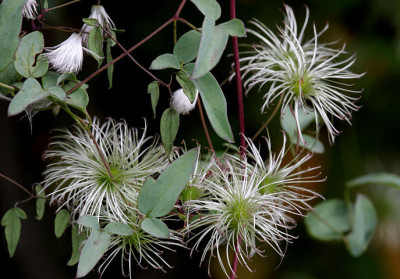 Cl_tangutica07108.jpg