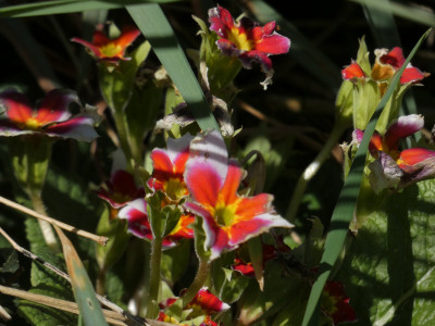 P1020354.JPG
