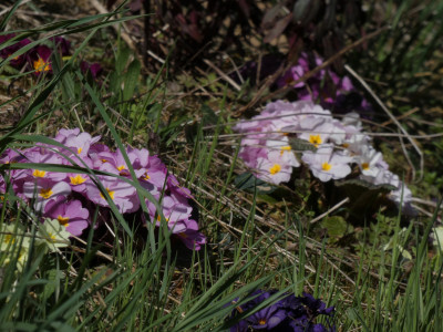 P1020316.JPG