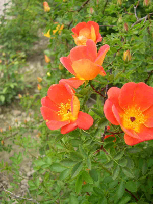 R._lutea_bicolor.JPG