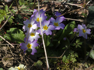 P1020341.JPG