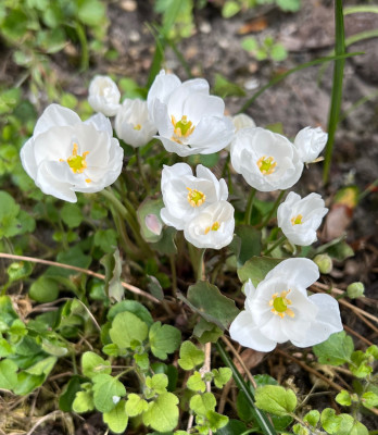 Jeffersonia dubia 'Alba'