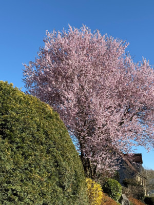 prunus cerasifera nigra