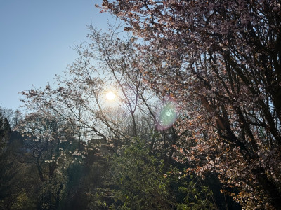 prunus cerasifera nigra vorne, dahinter einen japnische Zierkirsche, noch weiter hinten eine normale prunus cerasifera