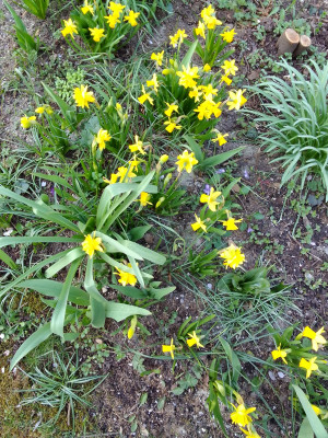 Diverse gelbe Narzissen