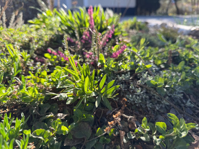 Lathyrus inifolius