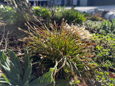 Carex digitata