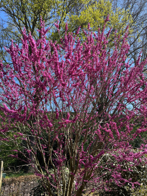 Cercis chinensis Avondale April 2025.jpg