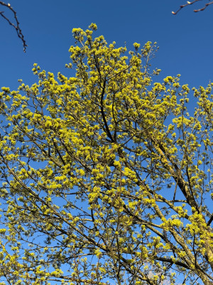 IMG_2718.jpeg