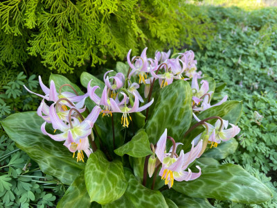 Erythronium revolutum April 2025.jpg