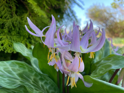 Erythronium revolutum  April 2025 2.jpg