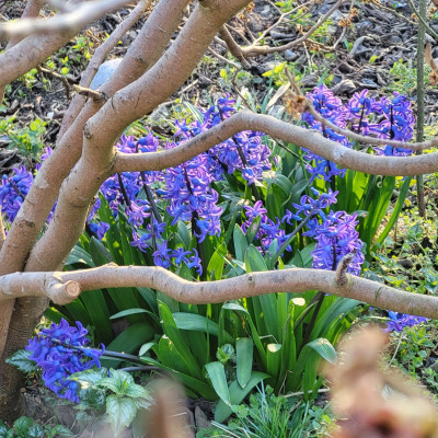 Am Fuß der Hamamelis halten sich diese Hyzinthen seit Ewigkeiten
