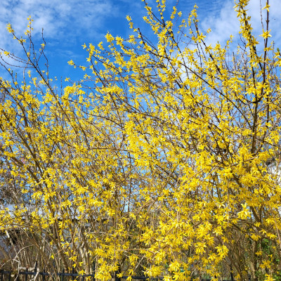 Forsythie - Zeit für den Rosenschnitt