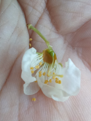 Prunus salicina Blüte