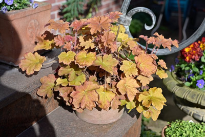 Heuchera-Apr0725_023.jpg