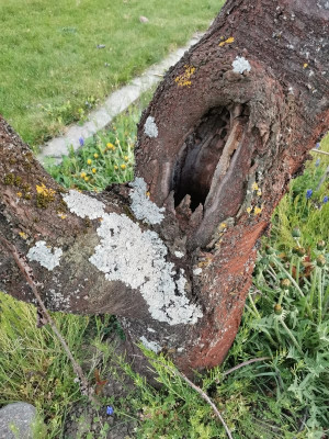 Sauerkirsche Loch1.jpeg