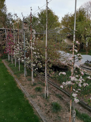 Apfelblüte20250409.jpeg