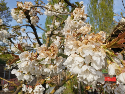 Kirschblüte1.jpeg