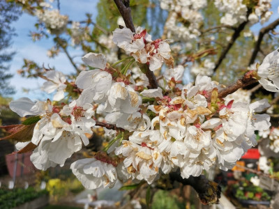 Kirschblüte2.jpeg