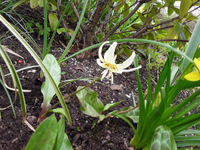 Erythronium White Beauty