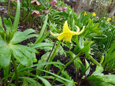 Erythronium Pagoda